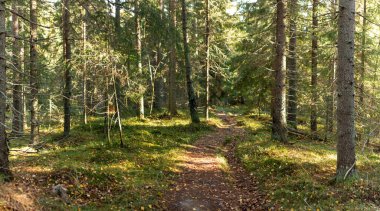 Huzurlu bir orman patikası sık ağaçların arasında dolaşır, uzun ağaçların arasından süzülen sıcak güneş ışığıyla aydınlatılır. Canlı yeşil yapraklar ve toprak renkleri doğal bir kaçış yaratıyor. Finlandiya, Avrupa 'da yakalandı. Kolin kansallispuisto, ulusal pa
