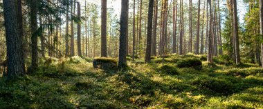 Altın güneş ışığı uzun çam ağaçlarının arasından süzülür, yemyeşil yosun kaplı kayalar ve yumuşak orman zeminine sıcak gölgeler bırakır. Sakin ve el değmemiş İskandinav vahşi doğası huzur dolu doğal bir güzellik yayar. Finlandiya, Avrupa 'da yakalandı. Kolin kansallispuisto, nati