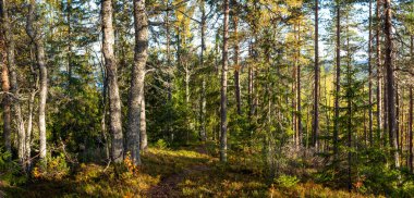 Yoğun bir sonbahar ormanında, yüksek çam ve huş ağaçlarıyla çevrili dar bir patika esiyor. Güneş ışığı dalların arasından süzülür, yemyeşil yosun ve yaprakların üzerine sıcak bir ışık saçar. Finlandiya, Avrupa 'da yakalandı. Kolin Kansallispuisto, Ulusal Park.