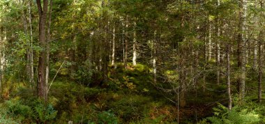 Uzun ağaçları ve yemyeşil çalılıkları olan yoğun bir İskandinav ormanı. Güneş ışığı dalların arasından süzülerek yosunlu zemine yumuşak bir ışık yayar ve sakin bir doğal atmosfer yaratır. Finlandiya, Avrupa 'da yakalandı. Kolin Kansallispuisto, Ulusal Park.
