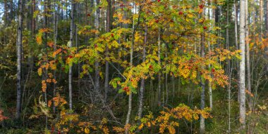 Altın-portakal sonbahar yaprakları ve parlak kırmızı böğürtlen kümeleri ile bir rowan ağacı ince huş ve yüksek çam ağaçları arasında duruyor, verimli orman arka planına karşı çarpıcı bir kontrastlık yaratıyor. Finlandiya, Avrupa 'da yakalandı. Kolin kansallispuisto, 