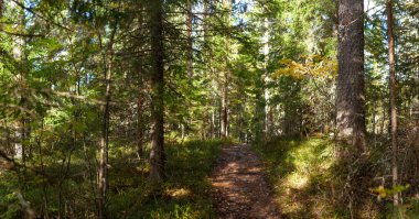 Dar bir orman patikası, yüksek çam ağaçları ve ince huş ağaçlarıyla dolu, ılık güneş ışığı ve benekli gölgelerle yıkanmış, sakin bir doğa atmosferi yaratıyor. Finlandiya 'da Avrupa' da yakalandı. Kolin kansallisp.