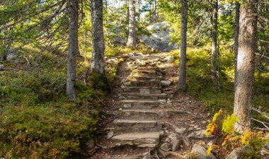 Yıpranmış taş merdiven sık ormanlarda rüzgarlar esiyor, dağcılara altın güneş ışığıyla yıkanmış kayalık tepelere doğru rehberlik ediyor, yemyeşil çalılıklar ve yüksek ağaçlarla çevrili, sakin bir doğa kaçışı yaratıyor. Finlandiya, Avrupa 'da yakalandı. Kolin kansallispuisto, 