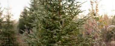 Genç bir yemyeşil ağacın dallarında oluşan narin buz kristalleri, yumuşak sabah ışığı ve sessiz renklerle sakin bir İskandinav ormanında sonbahardan kışa mevsimsel geçiş sinyalleri veriyor. Finlandiya, Avrupa 'da yakalandı.