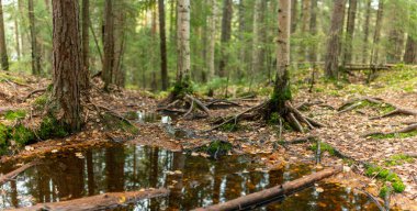 Yosun kaplı ağaç kökleri, Finlandiya ormanlarının sakin atmosferini ve dingin ormanlarını yansıtan küçük bir havuzun etrafını sarar. Leivonmaen Milli Parkı, Finlandiya, Avrupa 'da yakalandı.