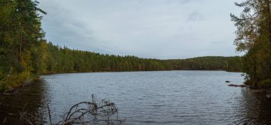Finlandiya 'da geniş bir göl, bulutlu bir gökyüzü altında yoğun çam ormanları arasında uzanır ve düşen ağaç dalları kısmen sakin sulara gömülerek biraz da vahşi doğaya karışır. Leivonmaen Milli Parkı, Finlandiya, Avrupa 'da yakalandı.