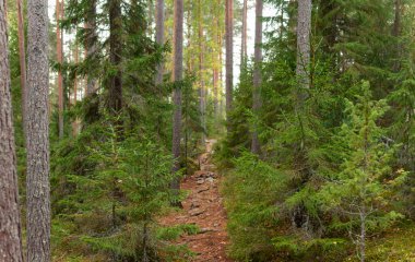 Dar kayalık orman izleri gür çam ağaçlarıyla çevrili yoğun bir standın içinden eserek huzurlu ve el değmemiş bir Finlandiya doğası yaratır. Leivonmaen Milli Parkı, Finlandiya, Avrupa 'da yakalandı.