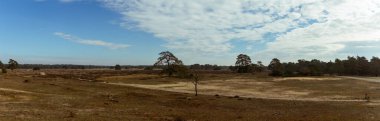 Parlak mavi gökyüzü altında dağınık ağaçların ve açık arazilerin yer aldığı engin bir Heathland arazisi, eşsiz biyolojik çeşitlilik ve Hollanda ulusal parklarının doğal güzelliklerini sergiliyor. Hoge Veluwe Ulusal Parkı, Hollanda, Avrupa 'da yakalandı
