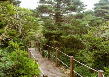 Manzaralı ahşap patika, verimli yeşillikler, yüksek çam ağaçları ve huzurlu bir atmosfer ile dolanıyor, Jeju, Hallasan, Güney Kore, Asya 'da yakalanan, doğaya dalmış, mükemmel bir yürüyüş yolu oluşturuyor.