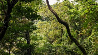 Yumuşak güneş ışığıyla yıkanmış, kıvrımlı dalları olan canlı yeşil orman, el değmemiş güzellik ve biyolojik çeşitliliğe bir bakış sunarak sakin bir doğal geri çekilme yaratıyor. Güney Kore, Asya 'da yakalandı.