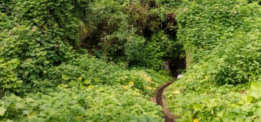 Dar yollar yemyeşil bitki örtüsüyle kaplı ve yoğun tropikal bitkilerle çevrili gizemli tünel girişine açılıyor. Dokunulmamış doğal ortamda canlı ekosistem gelişiyor. Jeju, Güney Kore ve Asya 'da yakalandı..