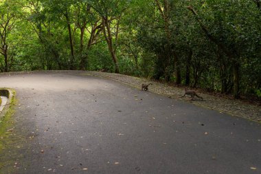 İki vahşi maymun, tropik botanik bahçesindeki yemyeşil bitki örtüsüyle çevrili kavisli yoldan dikkatle geçiyorlar. Vahşi yaşam ve doğal yaşam alanlarındaki insan yollarının uyumlu bir arada yaşaması. Tayvan, Asya 'da botanik bahçesinde yakalandı..