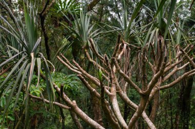Dikenli yeşil yaprakları ve gür botanik bahçesinde yetişen karmaşık dalları olan egzotik tropikal bir ağaç. Yoğun bitki örtüsüyle çevrili, doğal yaşam ortamında zengin biyolojik çeşitlilik sergiliyor. Tayvan, Asya 'da botanik bahçesinde yakalandı..