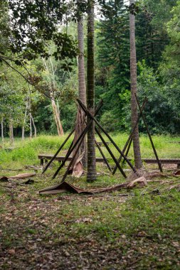 Uzun palmiye ağaçları, yoğun tropikal bitki örtüsüyle çevrili canlı yeşil açıklıklarda ahşap desteklerle sabitlenir. Düşmüş yapraklar orman zeminine saçılmış doğal manzarayla harmanlanmış. Tayvan, Asya 'da botanik bahçesinde yakalandı..