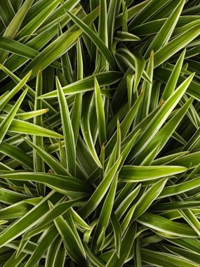 Değişken Bitki Yapraklarının Yakın Görüntüsü