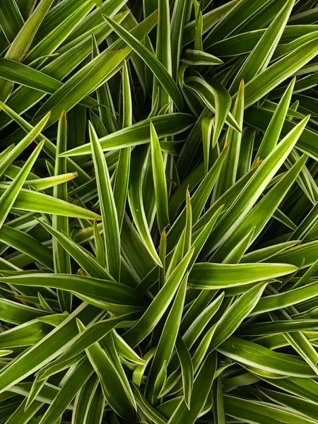 Değişken Bitki Yapraklarının Yakın Görüntüsü