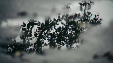 Siluetli yapraklar, çarpık su vasıtasıyla görülür, soyut, rüya gibi bir görüntü yaratır. Sessizlikler ve bulanık odaklanma gizem ve sükuneti çağrıştırıyor. Kompozisyon, yaprak deseni üzerine yoğunlaşarak, onun hassas formunu vurguluyor..