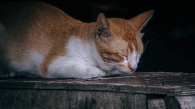 Kızıl ve beyaz bir kedi yıpranmış ahşap bir kutunun üzerinde huzur içinde yatıyor, gözleri uykusunda kapalı. Yumuşak, dağınık ışık, kedinin kürküne vurgu yapıyor ve sakin bir atmosfer yaratıyor..