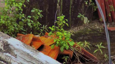 Canlı yeşil bir bitki, eski turuncu çatı kiremitlerini cesurca itiyor. Aşırı gelişmiş, unutulmuş bir köşede doğanın azmini gösteriyor..