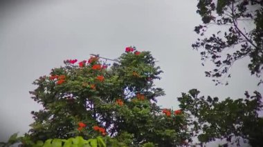 Bulutlu bir gökyüzüne karşı canlı kırmızı çiçekleri olan yemyeşil bir ağaç. Sahne huzurlu, doğanın güzelliğini vurguluyor. Statik çekim, doğal ışıklandırma.