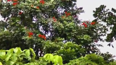 Canlı kırmızı çiçekleri olan yemyeşil ağaç, güneş ışığına yakalanmış. Doğanın güzelliğine odaklan, renklerin ve dokuların zıtlığını göster.