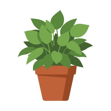 Sayısız yaprakları olan canlı yeşil bir saksı, sade bir terasotta saksısı. Bitki dolu ve sağlıklı görünüyor..