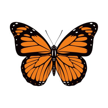 Siyah renkli parlak turuncu kanatlı, kenarlarında beyaz lekeler bulunan bir kral kelebeği tasviri. Vücut siyah ve beyaz işaretli..