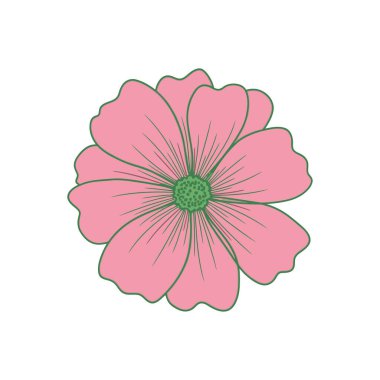 Canlı yeşil bir merkezi ve belirgin yeşil çizgileri olan pembe bir çiçeğin büyüleyici bir temsili..