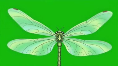 Güzel bir yusufçuğun hareketli bir çizimi havada asılı duruyor ve kanatları pürüzsüz bir döngüde çırpınıyor kolay kompozitasyon için yeşil bir ekranda izole edilmiş..