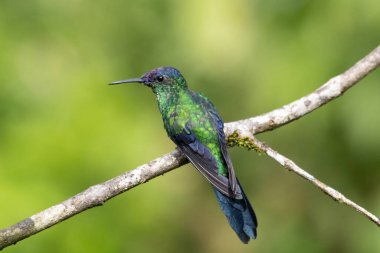 Atlantik Ormanı, Ubatuba Brezilya 'dan güzel yeşil sinekkuşu
