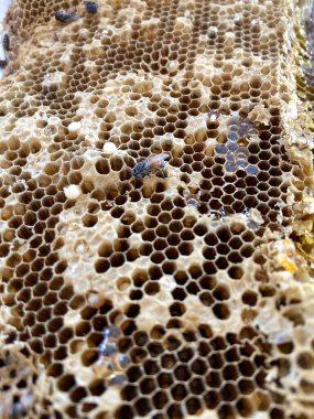 Beyaz bir arıya yaklaş.