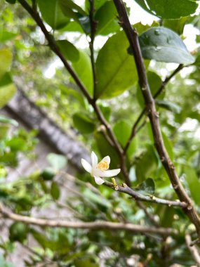 Bahçedeki güzel beyaz çiçekler
