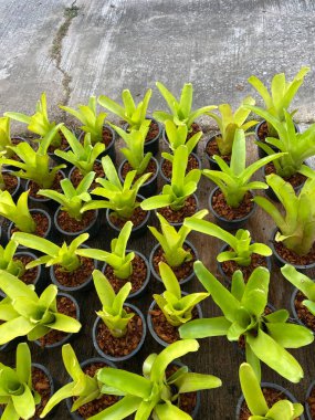 Güzel botanik fotoğrafı, doğal duvar kağıdı.