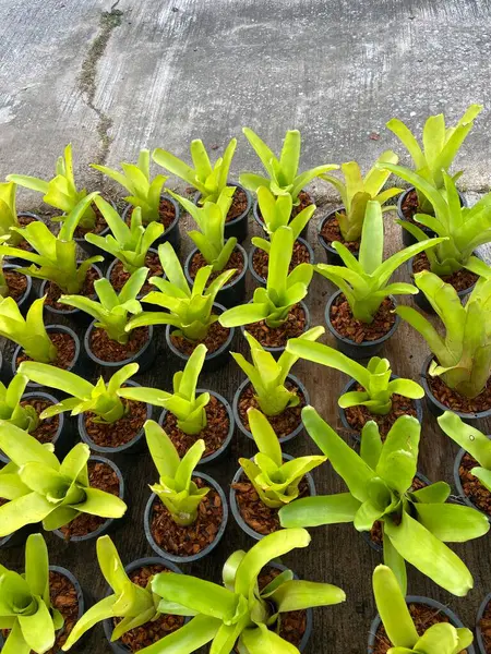 Güzel botanik fotoğrafı, doğal duvar kağıdı.