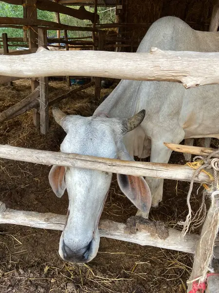 Bir inek bahçede dinleniyor.