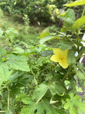 yeşil yapraklar, bitki örtüsü ve doğa