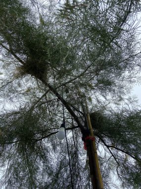 Ağaç dalları, doğa, bitki örtüsü.