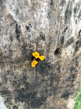 # Sarı mantar ormanda yerde #