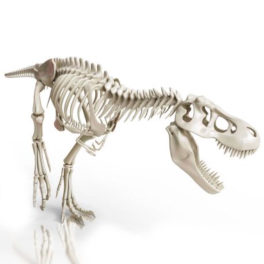 Ayakta duran T-Rex kemik yapısının üç boyutlu bilimsel çizimi.
