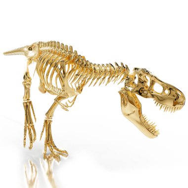 Bir Tyrannosaurus Rex kafatası ve iskeletine yakın plan, keskin dişler ve yapılar sergiliyor..