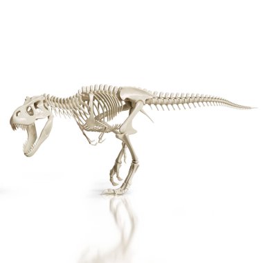 Dinamik bir pozdaki Tyrannosaurus Rex iskeletinin son derece detaylı bir üç boyutlu görüntüsü..