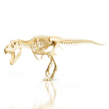 Beyaz arka planda bir Tyrannosaurus Rex fosil iskeletinin gerçekçi üç boyutlu görselleştirmesi.