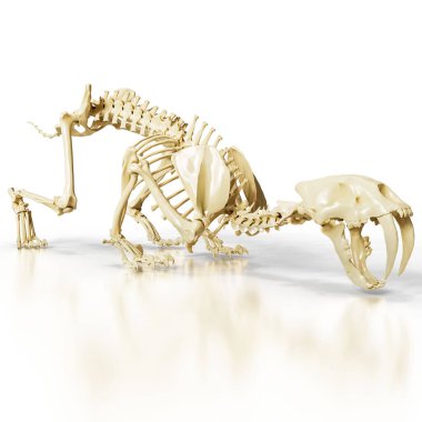 A top-down view of a complete Sabretooth skeleton for scientific study. clipart