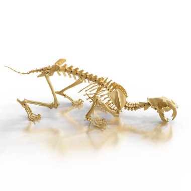 A highly detailed 3D rendering of a Sabretooth skeleton in a dynamic pose. clipart