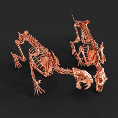 3D rendering of a roaring Sabretooth skeleton, showing fierce posture. clipart