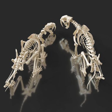 Buz Devri 'nden kalma Sabretooth iskeletlerinin son derece detaylı bir 3D çizimi..