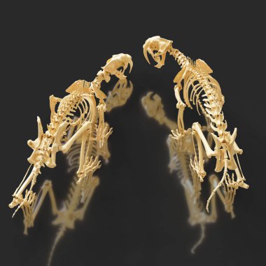 Antik Sabretooth iskeletinin detaylı üç boyutlu modeli müze benzeri bir yerde duruyor..