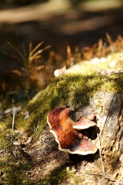 Günışığı mantarı, Blue Hills ormanındaki bir ağaç kütüğünde yetişir ve zengin biyolojik çeşitliliği ön plana çıkarır. Bu resim hava durumu, açık hava aktiviteleri, turizm ve doğayla ilgili konuları tasvir etmek için mükemmeldir..