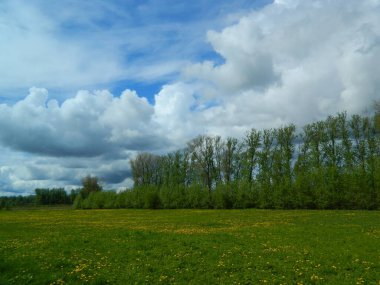 Karahindibalarla benekli yemyeşil bir çayır, canlı yeşil ağaçlardan ve çalılardan oluşan bir çizgi ve yumuşak, resmedilmiş bulutlarla süslenmiş parlak mavi bir gökyüzü içeren huzurlu bir pastoral manzara..