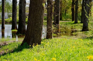 Bir ağaç kümesi kısmen sular altında duruyor, su baskınlarından yükselen gövdeleri karahindiba ile çevrili yemyeşil bir çayır. Altın güneş ışığıyla yıkanan ilkbahar manzarası huzur içinde yaşamla dolup taşıyor..